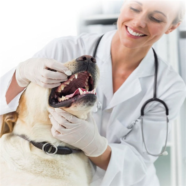 Tandkräm för hund och katt