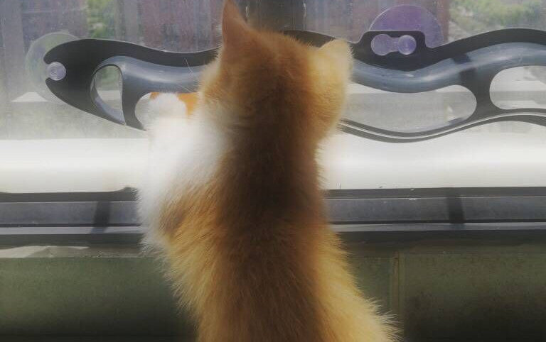 Fönsterbrädeleksak med Spårboll – Aktiverande Kattleksak för Inomhuskatter